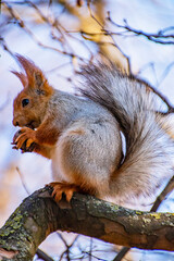 Naklejka na ściany i meble Cute squirrel eats a nut on a tree branch in a park against the sky 