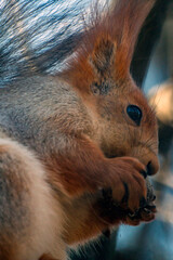 Cute squirrel eats a nut on a tree branch close-up	
