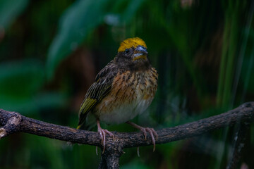 The streaked weaver (Ploceus manyar) is a species of weaver bird