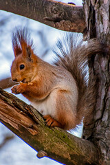 Naklejka na ściany i meble Cute squirrel eats a nut on a tree branch 