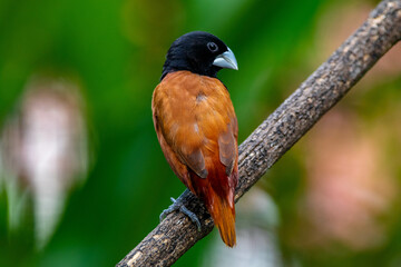 The chestnut munia or black-headed munia (Lonchura atricapilla)