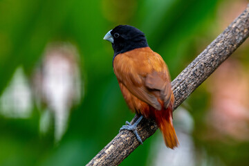 The chestnut munia or black-headed munia (Lonchura atricapilla)