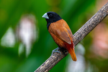 The chestnut munia or black-headed munia (Lonchura atricapilla)