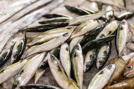 Variety of Seafood at the Fish Market: Supporting a Sustainable Local Economy,close-up of anchovies, selective focus,