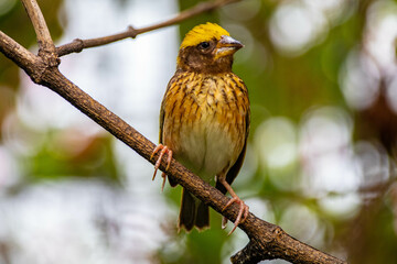 The streaked weaver (Ploceus manyar) is a species of weaver bird