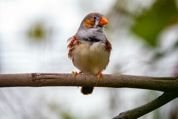 The zebra finches are two species of estrildid finch in the genus Taeniopygia found in Australia and Indonesia
