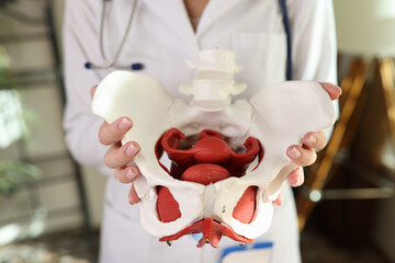 Doctor gynecologist holding of female pelvis with muscles model - obrazy, fototapety, plakaty