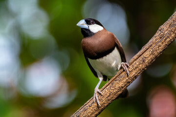 The Timor sparrow (Padda fuscata), also known as Timor dusky sparrow