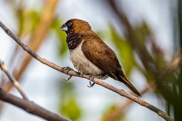 The Javan munia (Lonchura leucogastroides) is a species of estrildid finch native to southern Sumatra, Java, Bali and Lombok islands in Indonesia