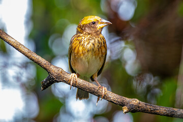The streaked weaver (Ploceus manyar) is a species of weaver bird