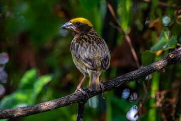 The streaked weaver (Ploceus manyar) is a species of weaver bird