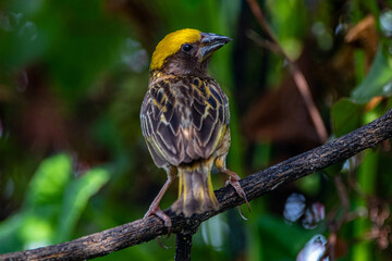 The streaked weaver (Ploceus manyar) is a species of weaver bird