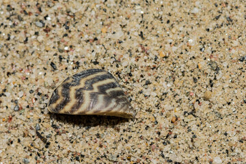 Zebra Mussel - Dreissena polymorpha