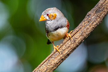 The zebra finches are two species of estrildid finch in the genus Taeniopygia found in Australia and Indonesia