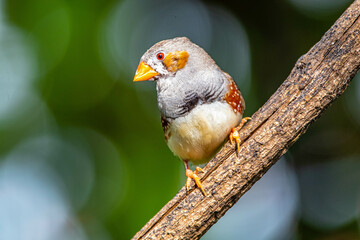 The zebra finches are two species of estrildid finch in the genus Taeniopygia found in Australia and Indonesia