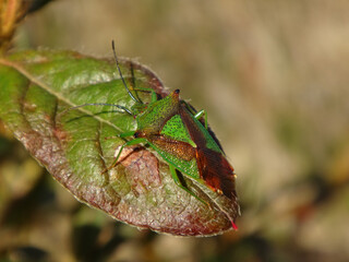 Male hawthorn shield bug  (Acanthosoma haemorrhoidale)