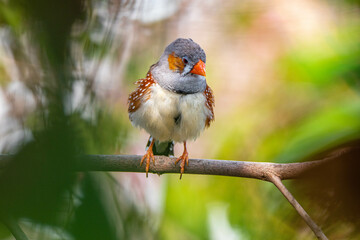 The zebra finches are two species of estrildid finch in the genus Taeniopygia found in Australia and Indonesia
