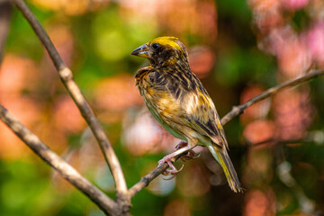 Fototapeta premium The streaked weaver (Ploceus manyar) is a species of weaver bird
