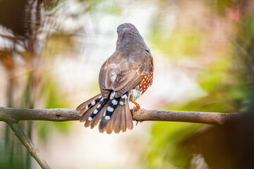 The zebra finches are two species of estrildid finch in the genus Taeniopygia found in Australia and Indonesia