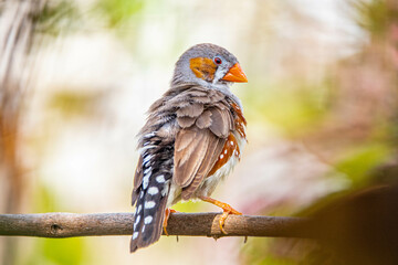 The zebra finches are two species of estrildid finch in the genus Taeniopygia found in Australia and Indonesia