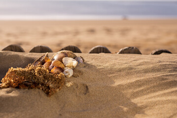 Natural Beauty of the Coast: Conch Shells and Wood at Sunset with Copy-Space