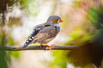 The zebra finches are two species of estrildid finch in the genus Taeniopygia found in Australia and Indonesia