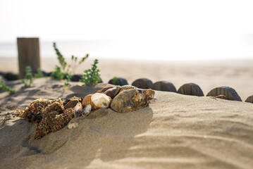 Tranquil Sunset on the Beach: Conch Shells and Wood with Ample Copy-Space