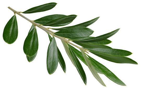 olive branch n transparent background	