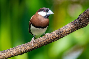 The Timor sparrow (Padda fuscata), also known as Timor dusky sparrow