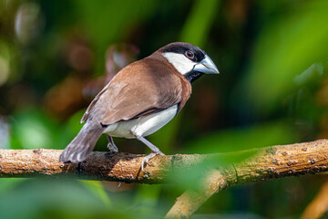 The Timor sparrow (Padda fuscata), also known as Timor dusky sparrow