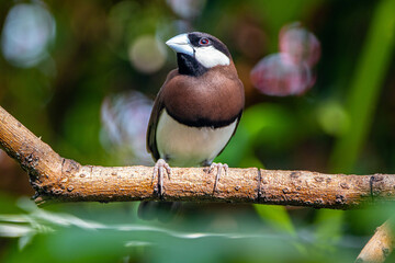 Obraz premium The Timor sparrow (Padda fuscata), also known as Timor dusky sparrow