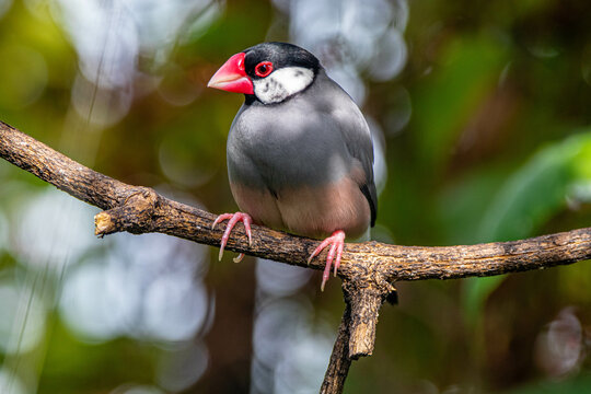 The Java sparrow (Padda oryzivora), also known as Java finch, Java rice sparrow or Java rice bird