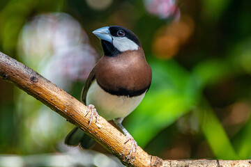 The Timor sparrow (Padda fuscata), also known as Timor dusky sparrow