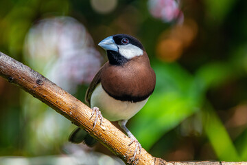 The Timor sparrow (Padda fuscata), also known as Timor dusky sparrow