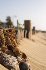 Seashells in the Sand: A Macro Detail with Copy-Space for Your Design Projects