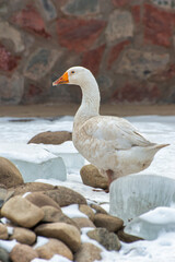goose in the snow