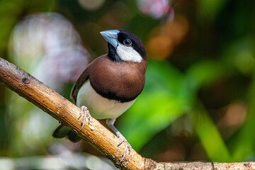 The Timor sparrow (Padda fuscata), also known as Timor dusky sparrow
