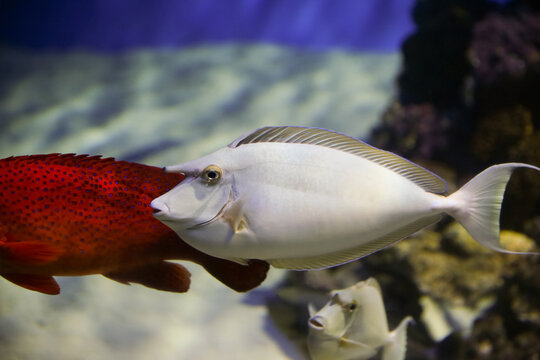 Unicornfish (Naso unicornis), also known as the short-nose unicornfish. Fish under water.