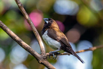 Fototapeta premium The Javan munia (Lonchura leucogastroides) is a species of estrildid finch native to southern Sumatra, Java, Bali and Lombok islands in Indonesia