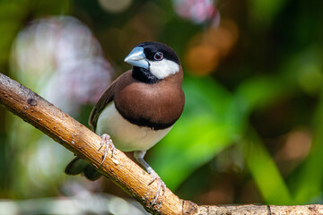 The Timor sparrow (Padda fuscata), also known as Timor dusky sparrow