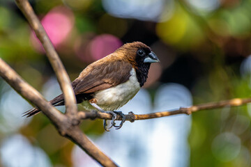 The Javan munia (Lonchura leucogastroides) is a species of estrildid finch native to southern Sumatra, Java, Bali and Lombok islands in Indonesia