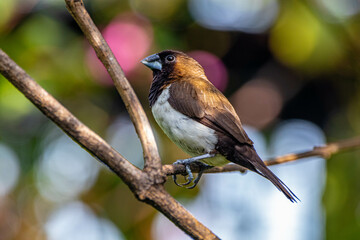 The Javan munia (Lonchura leucogastroides) is a species of estrildid finch native to southern Sumatra, Java, Bali and Lombok islands in Indonesia