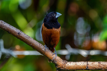 The chestnut munia or black-headed munia (Lonchura atricapilla)