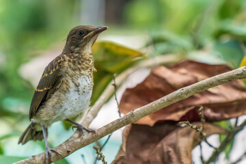 A wild bird in the Amazon rainforest (Fawn-breasted bowerbird)