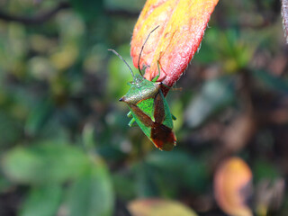 Male hawthorn shield bug  (Acanthosoma haemorrhoidale)