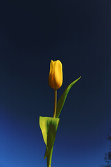 Einzelne gelbe Tulpe vor dunkelblauem Hintergrund.