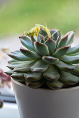 Echeveria, succulent plants in pots on windowsil, Indoor decorative plant. 