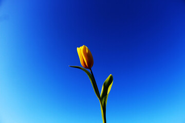 Fototapeta premium Gelbe Tulpe mit blauem Himmel als Hintergrund.