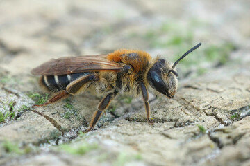 Closeup on a female of the small Short-fringed mining bee, Andrena dorsata sitting on a piece of wood