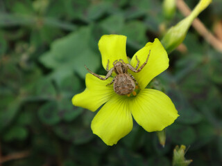 Crab spider (Ozyptila sp.) sitting in the middle of a bright yellow wood sorrel flower